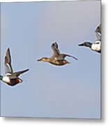 Northern Shoveler Ducks Flying Metal Print