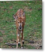 Nyala Metal Print