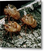 Nymphal Skins Of Cicadas Metal Print