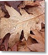 Oak Leaves And Water Drops Metal Print