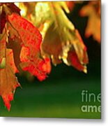 Oak Leaves Metal Print