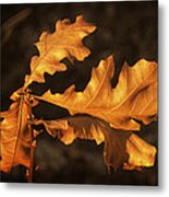 Oak Leaves Metal Print