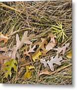 Oak Leaves On Grass Metal Print
