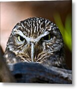 Observant Owl Metal Print