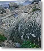 Ocean Point Silver Weed-v Metal Print