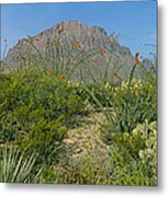 Ocotillo Plants In A Park, Big Bend Metal Print