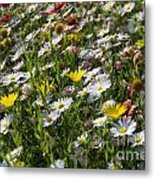 Oklahoma Wildflowers 2 Metal Print