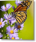 Old Butterfly On Aster Flower Metal Print