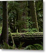 Old Growth Forest Metal Print