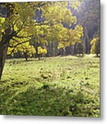 Old Maple Tree In Ammergauer Alps Metal Print