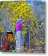 Old Mexican Woman Gathering Flowers Metal Print