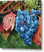 Old Vine Zinfandel Metal Print