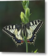 Oldworld Swallowtail Butterfly Metal Print