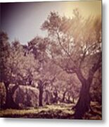 #olive #trees In #mallorca #balearic Metal Print