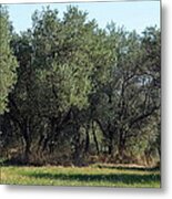 Olive Trees Of Provence Metal Print