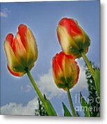 Olympic Flame Tulips Metal Print