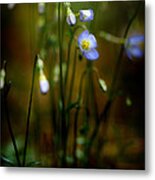 On The Forest Floor Metal Print