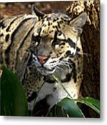 On The Prowl Metal Print