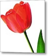 One Red Tulip Metal Print