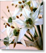 Onion Flower Metal Print