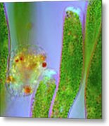 Ophrydium And Heliozoan Protozoa Metal Print