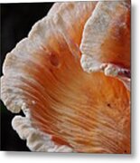 Orange And White Fungi Metal Print