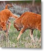 Orange Dogs Metal Print