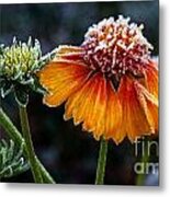 Orange Frosty Metal Print