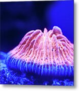 Orange Fungia Coral Metal Print