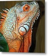 Orange Iguana Metal Print