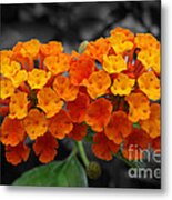 Orange Lantana Metal Print