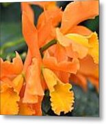 Orange Orchid Metal Print