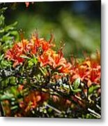 Orange Rhododendron Metal Print