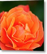 Orange Rose Metal Print