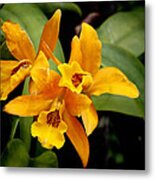 Orange Spotted Lip Cattleya Orchid Metal Print