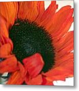 Orange Sun Flower Metal Print