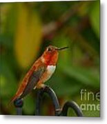 Orange Throated Hummingbird Metal Print