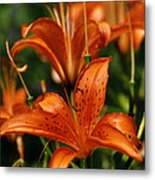 Orange Tiger Lilies Metal Print