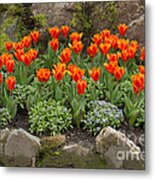 Orange Tulips And Forget Me Nots In Spring Metal Print