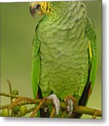 Orange-winged Parrot Ecuador Metal Print
