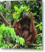 Orangutan Holding Leaves Over Their Heads Metal Print