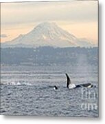 Orcas And Mt. Rainier Metal Print