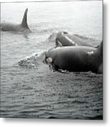 Orcas Metal Print