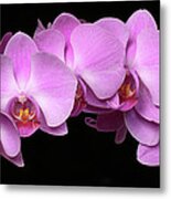 Orchid Arch Metal Print