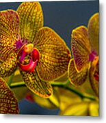 Orchid Color Metal Print