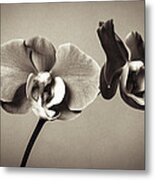 Orchid Duality Metal Print