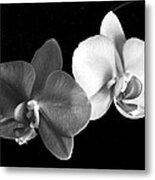 Orchid in black and white Metal Print