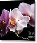 Orchid Metal Print