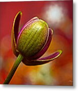 Orchid Unfurled - Standard Size Metal Print