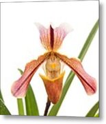 Orchid - Will The Slipper Fit Metal Print